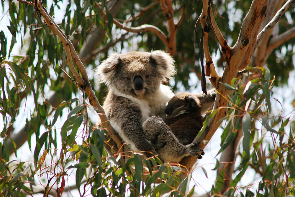 20 tempat menarik wajib singgah di Melbourne