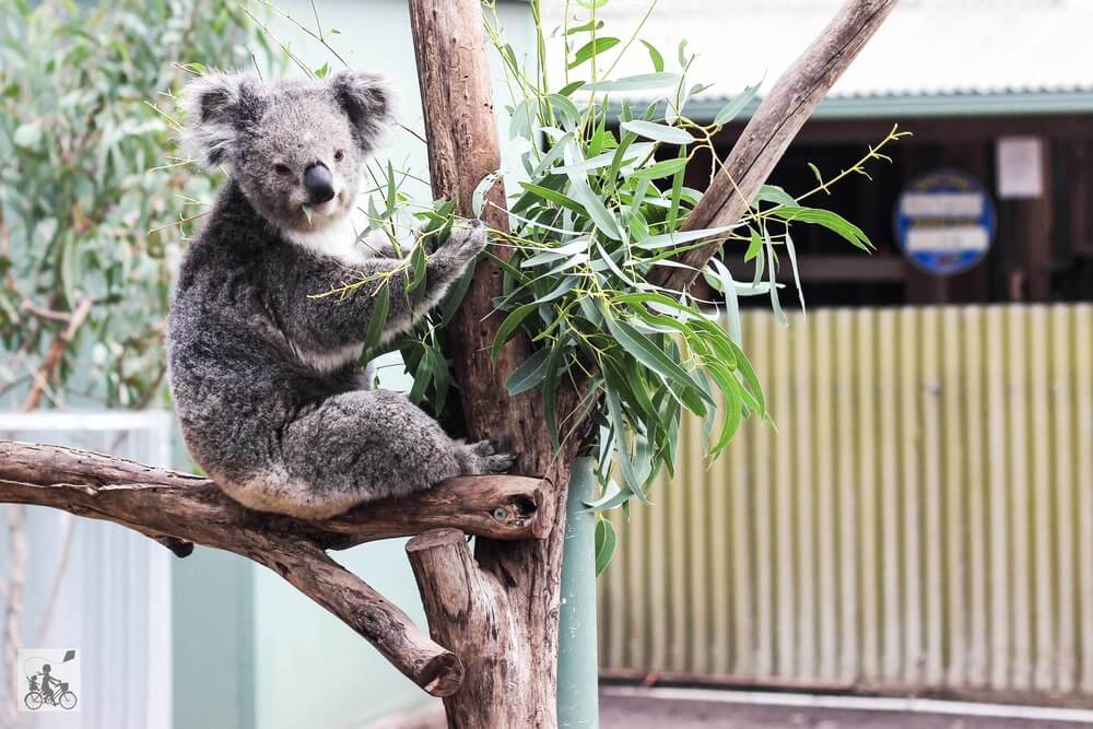 20 tempat menarik wajib singgah di Melbourne